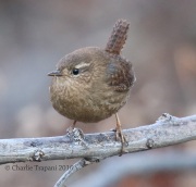 0J6A8548Pacific_Wren