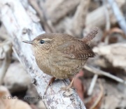 0J6A8560Pacific_Wren