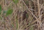 6S3A0620Sedge_Wren