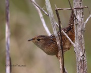 6S3A0662Sedge_Wren