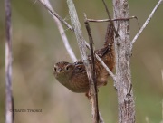 6S3A0663Sedge_Wren