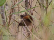 6S3A0679Sedge_wren