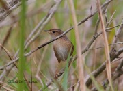 6S3A0682Sedge_Wren