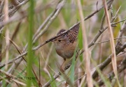 6S3A0691Sedge_Wren