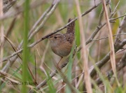 6S3A0692Sedge_Wren