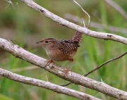6S3A0696Sedge_Wren_Florida