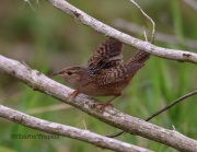 6S3A0698Sedge_Wren_Fla_2014