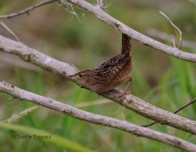 6S3A0700Sedge_Wren_Fla_2014