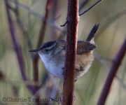 6S3A1819Marsh_Wren