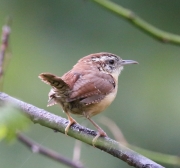 6S3A3431CarolinaWren