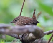 6S3A3827Winter_Wren