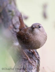 6S3A3853Winter_Wren