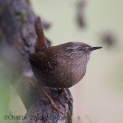 6S3A3862Winter_Wren