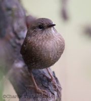 6S3A3872Winter_Wren