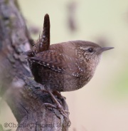 6S3A3876Winter_Wren