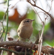 6S3A4097Winter_Wren