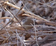 6S3A4338Sinaloa_Wren