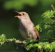 6s3a6825housewren