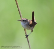 6s3a6873marshwren