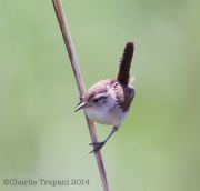 6s3a6879marshwren