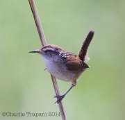 6s3a6882marshwren