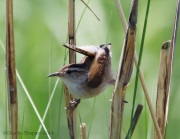 6s3a6889marshwren