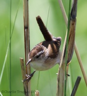 6s3a6900marshwren