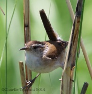 6s3a6902marshwren