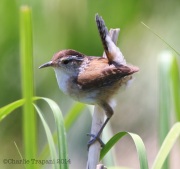 6s3a6914marshwren