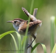 6s3a6916marshwren