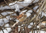 img_7816carolinawren_archibaldjohnstonarea