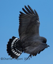 6S3A0936Zone-Tailed_Hawk