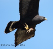 6S3A0948Zone-Tailed_Hawk
